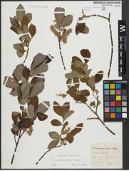Foto von Salix appendiculata Vill. x Salix caprea L.